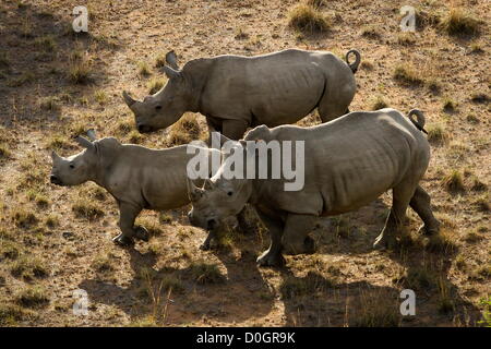 Nord-WEST, Südafrika – 24. NOVEMBER: Nashörner auf dem Finfoot See reservieren am 24. November 2012 in North West, Südafrika. Acht Nashorn auf dem Hof wurden von Wilderern getötet. (Foto von Gallo Images / Zeit / Daniel geboren) Stockfoto