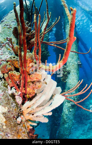 Bonaire, Niederländische Antillen, Caribbean Stockfoto