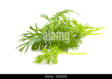 Frischer grüner Dill aus dem Garten über weißen isoliert Stockfoto