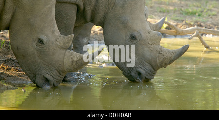 Rhinos trinken und schwelgen an einer Wasserstelle in der warmen Nachmittagssonne Stockfoto