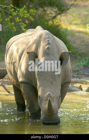 Rhinos trinken und schwelgen an einer Wasserstelle in der warmen Nachmittagssonne Stockfoto