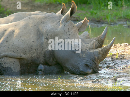 Rhinos trinken und schwelgen an einer Wasserstelle in der warmen Nachmittagssonne Stockfoto