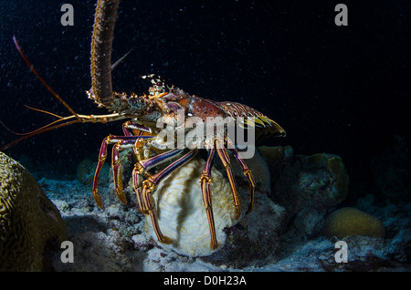 Hummer, Bonaire, Niederländische Antillen Stockfoto