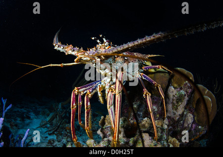 Hummer, Bonaire, Niederländische Antillen Stockfoto