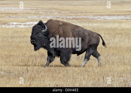 Ein Erwachsener Alpha männliche amerikanische Bison Stockfoto