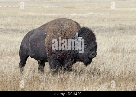 Ein Alpha männliche amerikanische Bison Stockfoto