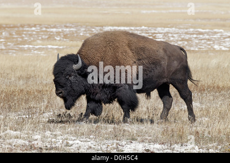 Ein Alpha männliche amerikanische Bison Stockfoto