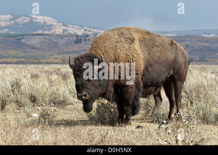 Ein Alpha männliche amerikanische Bison Stockfoto