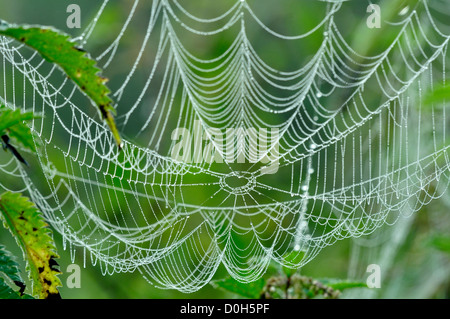 Orb Web in Tau bedeckt in der Morgendämmerung. Stockfoto