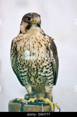 Saker Peregrine Falcon, Falknerei Vogel cross Stockfoto