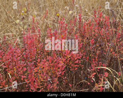 Blaubeer-Sträucher in herbstlichen Farben / Heidelbeersträucher in Herbstfarben Stockfoto