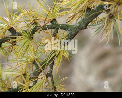 Lärche in herbstlichen Farben / Lärche in Herbstlichen Farben Stockfoto