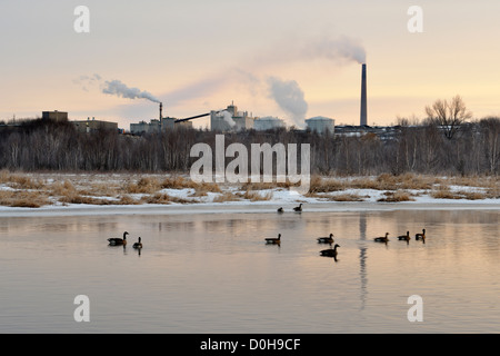 Junction Creek mit Wasservögel im zeitigen Frühjahr bei Sonnenaufgang, Greater Sudbury, Ontario, Kanada Stockfoto