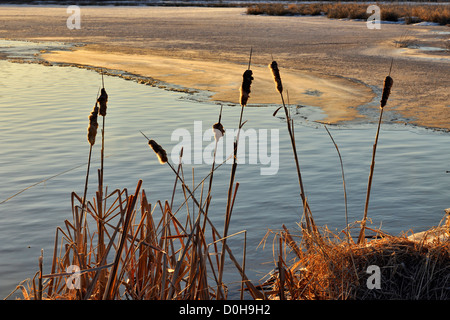 Rohrkolben entlang dem Ufer des Kelly-See, Greater Sudbury, Ontario, Kanada Stockfoto
