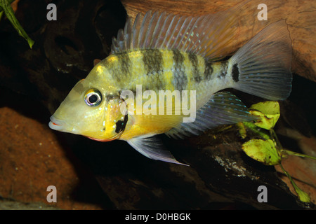 Gelbes Feuer im Mund (Thorichthys Passionis) - Männchen in einem aquarium Stockfoto