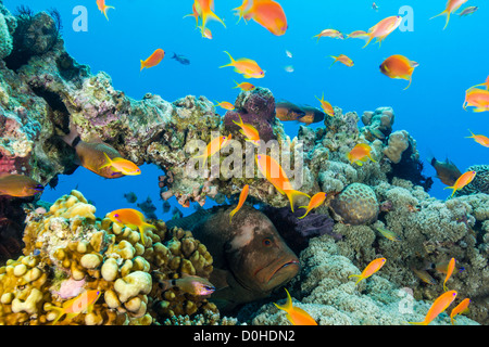 Ein Zackenbarsch blickt durch ein kleines Loch in einem Korallen Höhepunkt auf einem tropischen Riff im Roten Meer Stockfoto