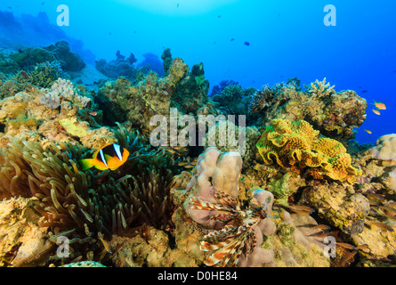 Clownfische und Feuerfische schwimmen um einen bunten tropischen Korallenriff im Roten Meer Stockfoto