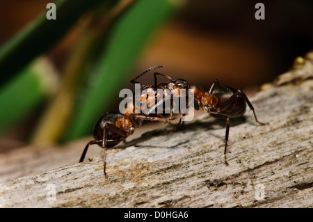 Waldameisen (Formica Rufa) vorbei an chemische Botschaften über Trophallaxis im Osten Blean Woods, in der Nähe von Canterbury, Kent. Juni. Stockfoto
