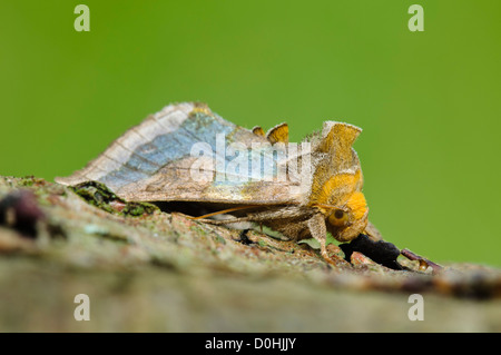 Ein poliertes Messing Motte (Diachrysia Chrysitis) Setttled auf einem Ast der Birke im Thursley gemeinsamen nationalen Naturreservat in Surrey. Stockfoto