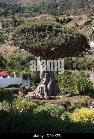 Der Millennium Kanarischen Drachenbaum im Parque del Drago (Drache Park), Icod de Los Vinos, Teneriffa, Kanarische Inseln. Stockfoto