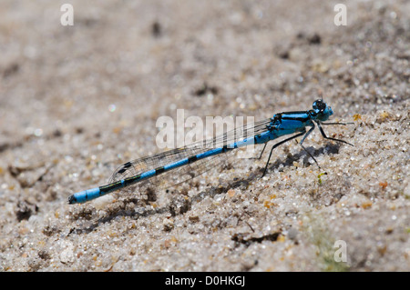 Eine Erwachsene männliche gemeinsame blaue Damselfly (Enallagma Cyathigerum) sonnen sich auf einen Sandweg am Thursley gemeinsame nationale Natur-Reserve Stockfoto