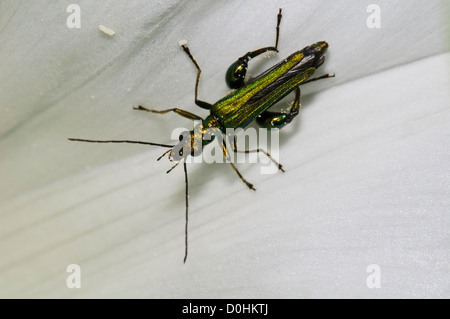 Eines erwachsenen männlichen dicken Beinen Blume Käfer (Odemera Nobilis) mit weißen Pollenkörner festhalten an seinem Kopf, Thorax und Beine. Stockfoto