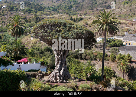 Der Millennium Kanarischen Drachenbaum im Parque del Drago (Drache Park), Icod de Los Vinos, Teneriffa, Kanarische Inseln. Stockfoto