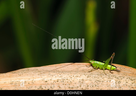 Die Nymphe der eine weibliche lang-winged Conehead (Conocephalus verfärben) auf eine getrocknete Reed im Naturreservat Crossness, Bexley, Kent. Stockfoto