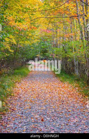 Herbstfarben im Acadia N.P, Maine.