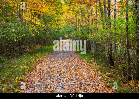 Herbstfarben im Acadia N.P, Maine.