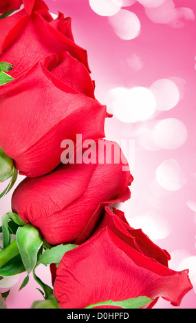 Schöne Rosen-Grenze mit rosa Lichter im Hintergrund Stockfoto