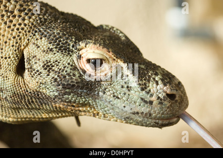 Komodo Dragon Stockfoto