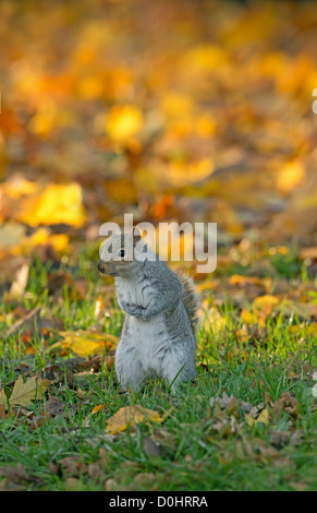 Graue Eichhörnchen unter Herbst Blätter Porträt Stockfoto