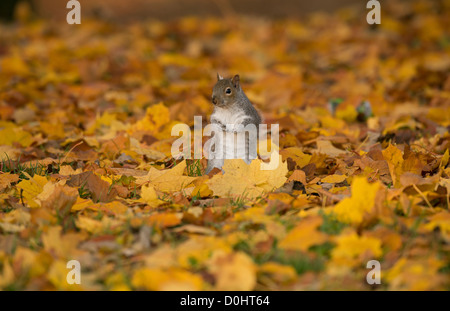 Graue Eichhörnchen unter Herbstlaub Stockfoto