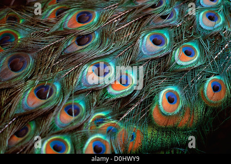 Detail der Pfauenfedern Stockfoto