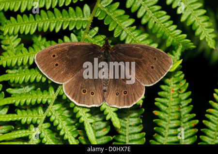 Ein Ringel-Schmetterling (Aphantopus Hyperantus) sonnen sich auf Bracken Southwater Woods, West Sussex. Juli. Stockfoto