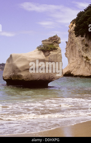 Cathedral Cove Marine Reserve, beliebte Attraktion mit Besuchern, Strand, ungewöhnliche Felsformationen, Bögen, Inseln, Speerfischen, Tauchen Stockfoto