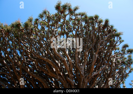 Der Millennium Kanarischen Drachenbaum im Parque del Drago (Drache Park), Icod de Los Vinos, Teneriffa, Kanarische Inseln. Stockfoto