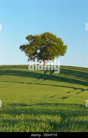 Eine einsame Eiche thront auf der Braue des Hügels am Teynham in Kent. Stockfoto