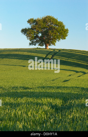 Eine einsame Eiche thront auf der Braue des Hügels am Teynham in Kent. Stockfoto