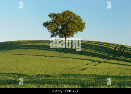 Eine einsame Eiche thront auf der Braue des Hügels am Teynham in Kent. Stockfoto