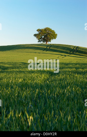 Eine einsame Eiche thront auf der Braue des Hügels am Teynham in Kent. Stockfoto