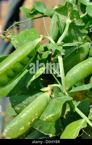 Erbsen im Garten wächst Stockfoto