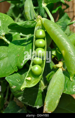 Erbsen im Garten wächst Stockfoto