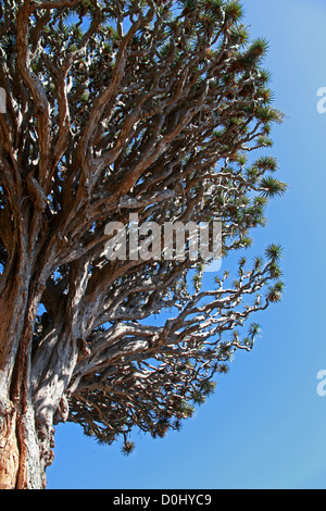Der Millennium Kanarischen Drachenbaum im Parque del Drago (Drache Park), Icod de Los Vinos, Teneriffa, Kanarische Inseln. Stockfoto