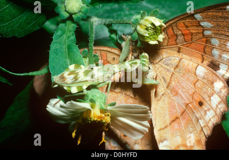 Blume Gottesanbeterin (Acontista SP.) weiblich Fütterung auf einen Kuli Schmetterling (Anartia Amathea); im Regenwald Trinidad Stockfoto
