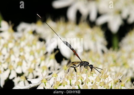 Eine Erwachsene weibliche Schlupfwespe (Gasteruption Jaculator) Fütterung auf eine unbekannte weiße Doldengewächse Southwater Woods. Stockfoto