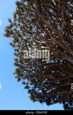 Der Millennium Kanarischen Drachenbaum im Parque del Drago (Drache Park), Icod de Los Vinos, Teneriffa, Kanarische Inseln. Stockfoto