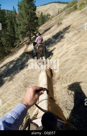 Reitpferde in Oregon Blue Mountains. Stockfoto