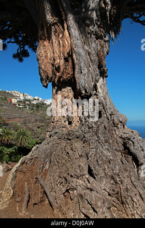 Der Millennium Kanarischen Drachenbaum im Parque del Drago (Drache Park), Icod de Los Vinos, Teneriffa, Kanarische Inseln. Stockfoto